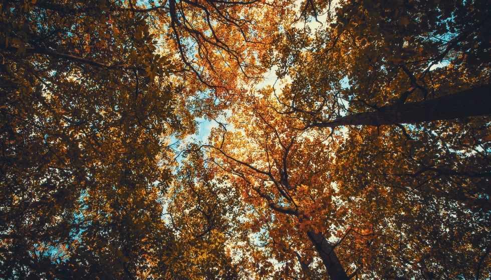 El color se asocia con la naturaleza o a la tierra